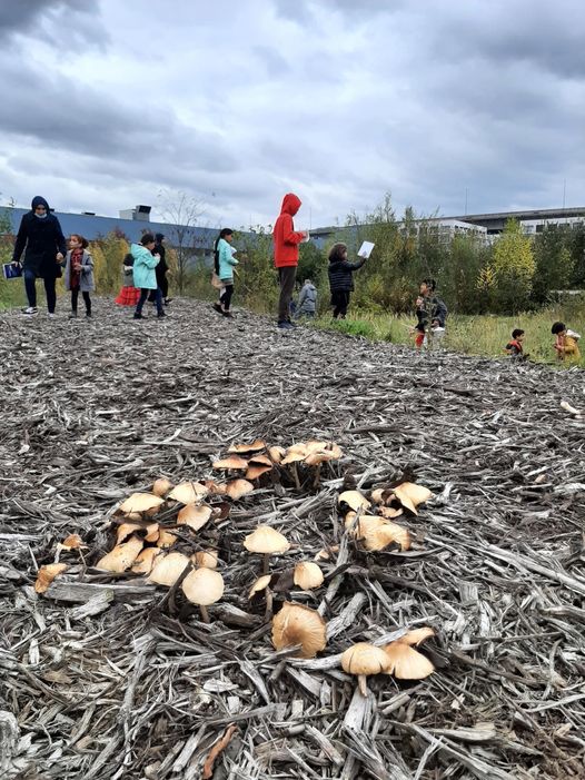 Vilvordit - paddenstoelen in houtschors met spelende kinderen op de achtergrond