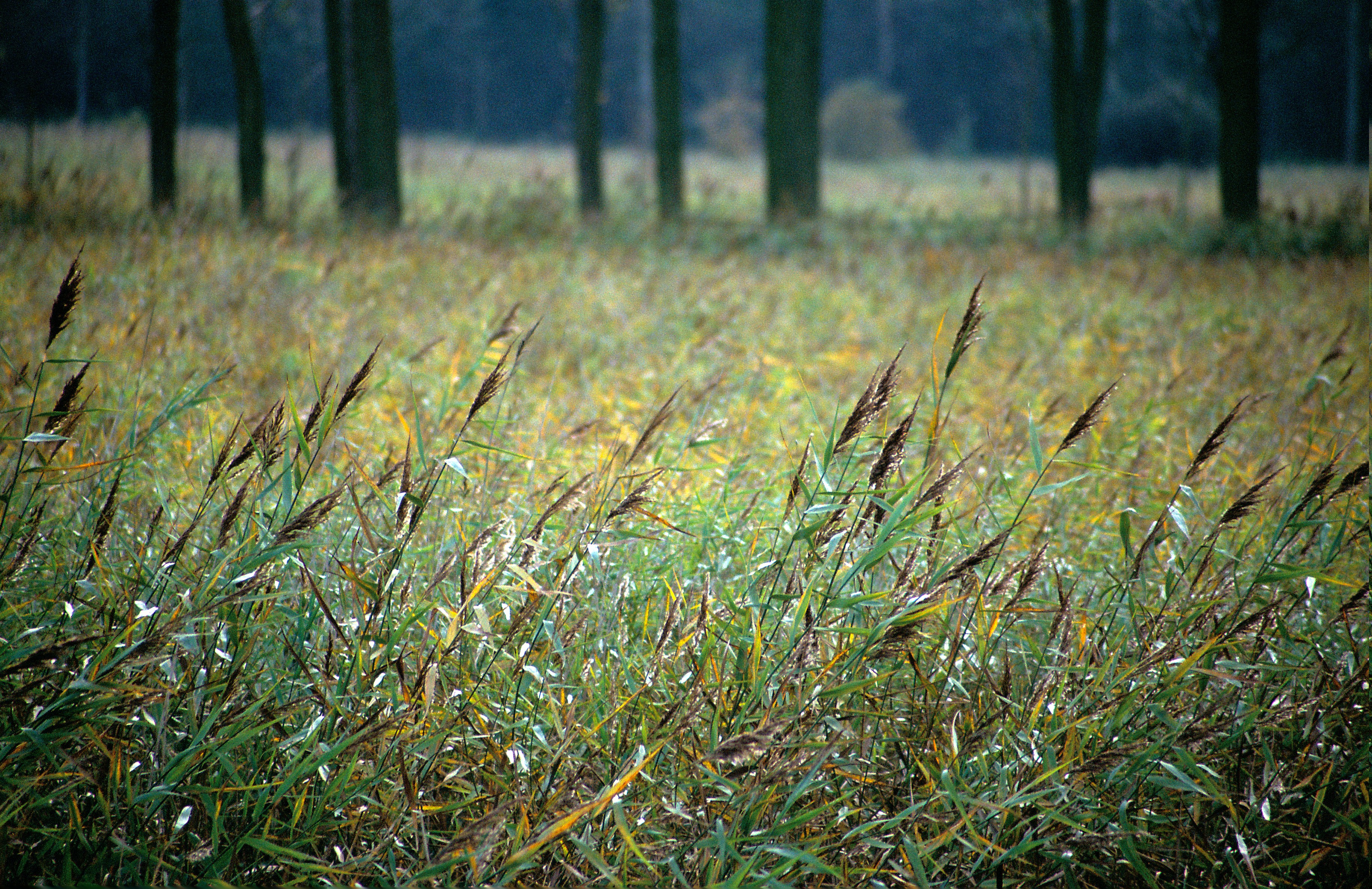 Luisterwandeling in Kloosterbeemden en Demerbroeken