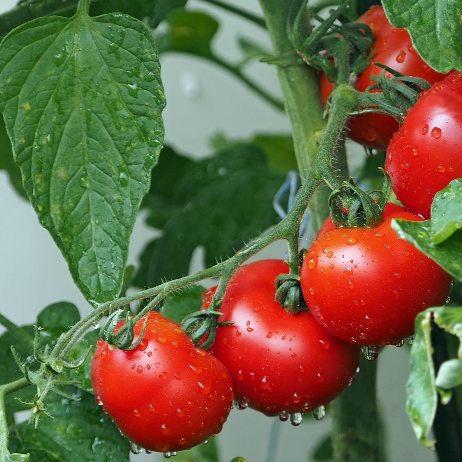 Serreloof tomaten