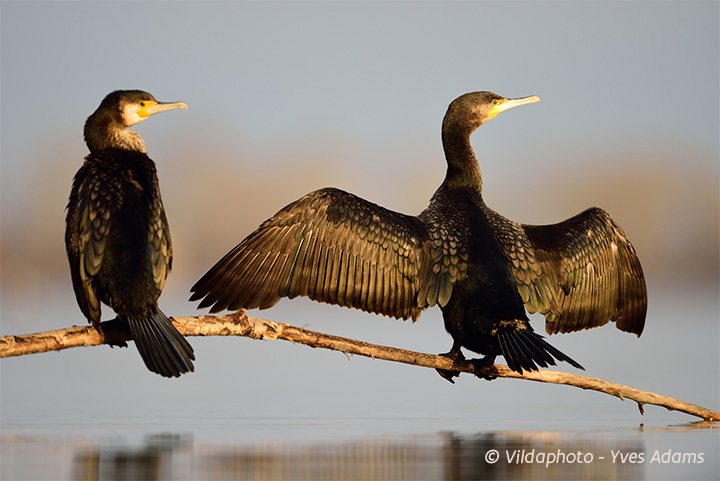 Aalscholver © “Vildaphoto” Yves Adams