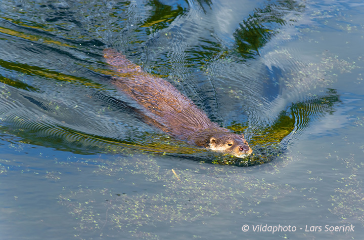 Europese otter © “Vildaphoto” Lars Soerink