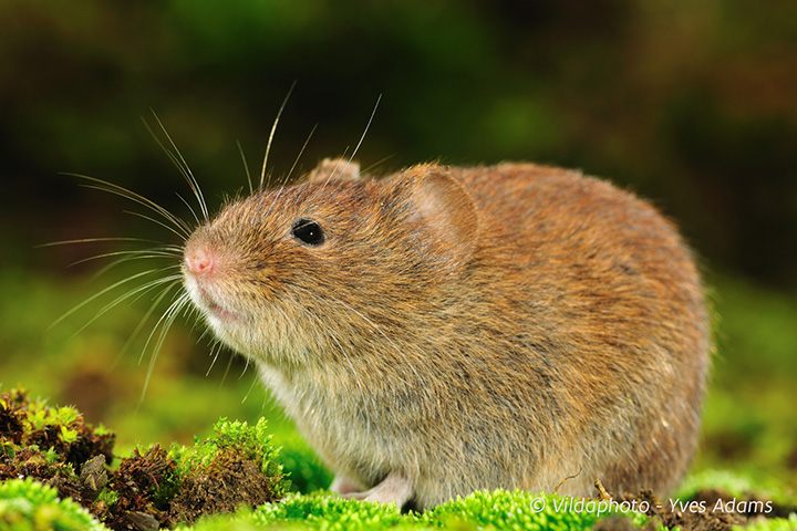 Rosse woelmuis© “Vildaphoto” Yves Adams