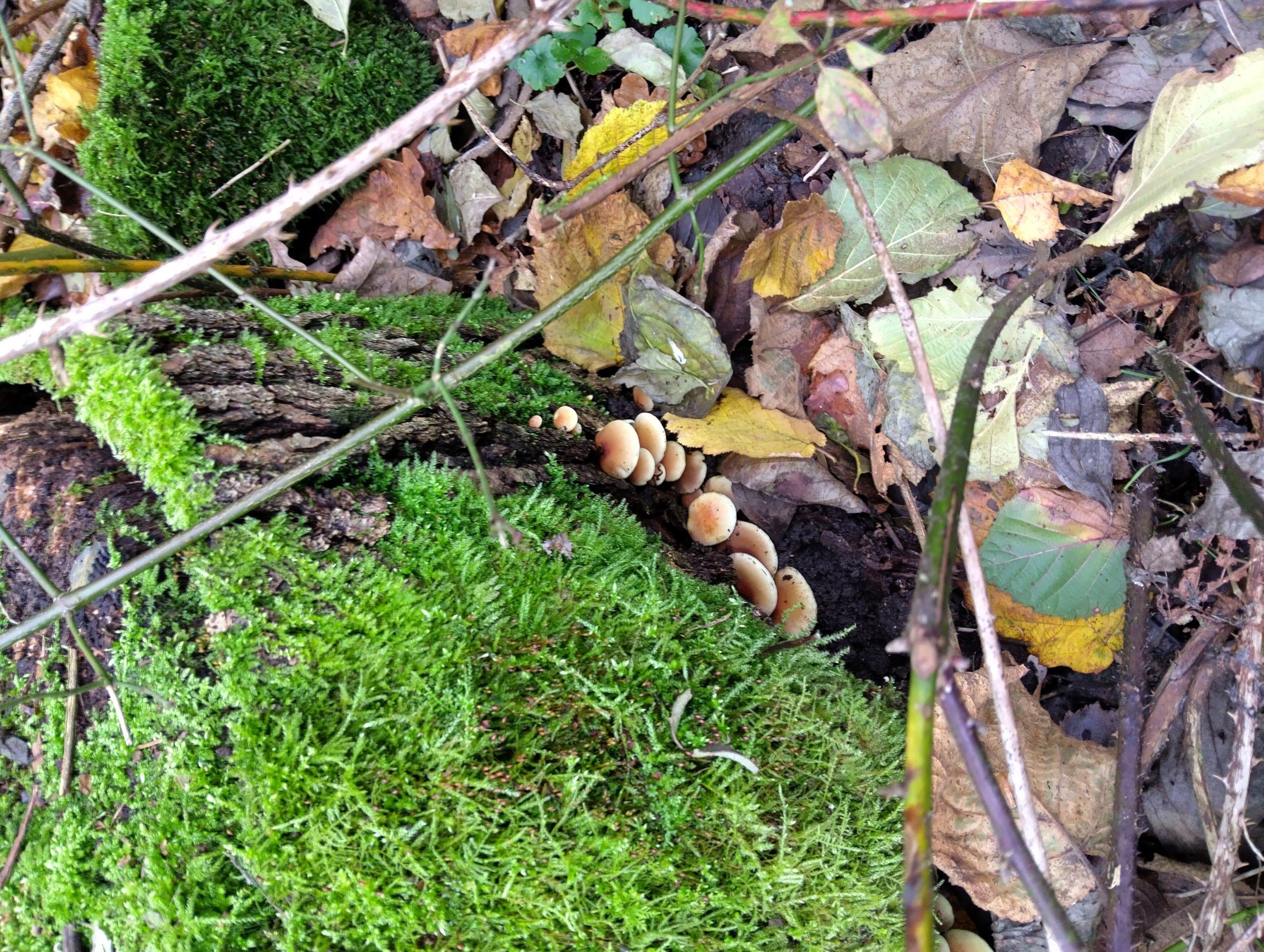 Mycoremediation Broek de Naeyer