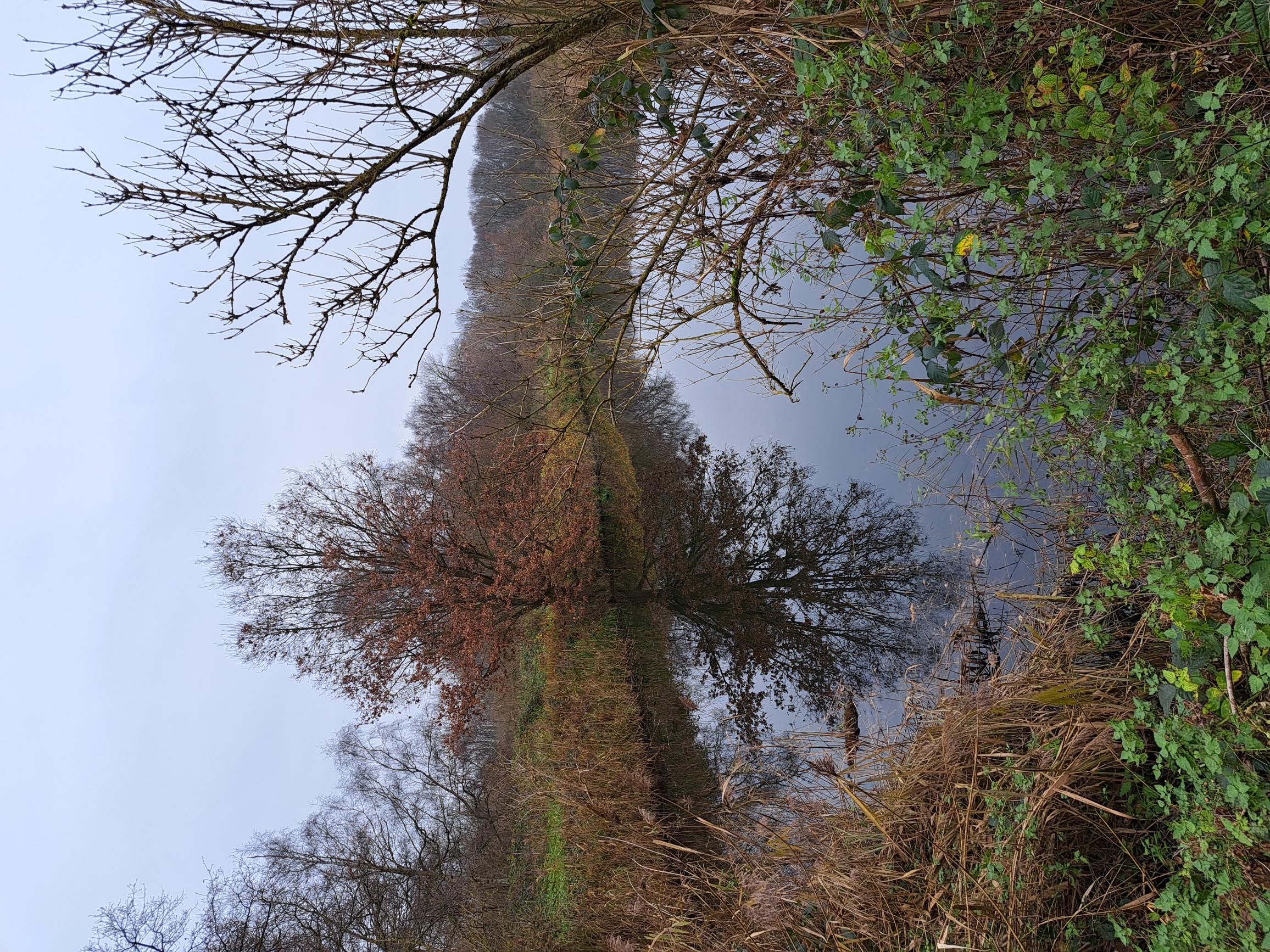 Constructed Wetland Broek de Naeyer